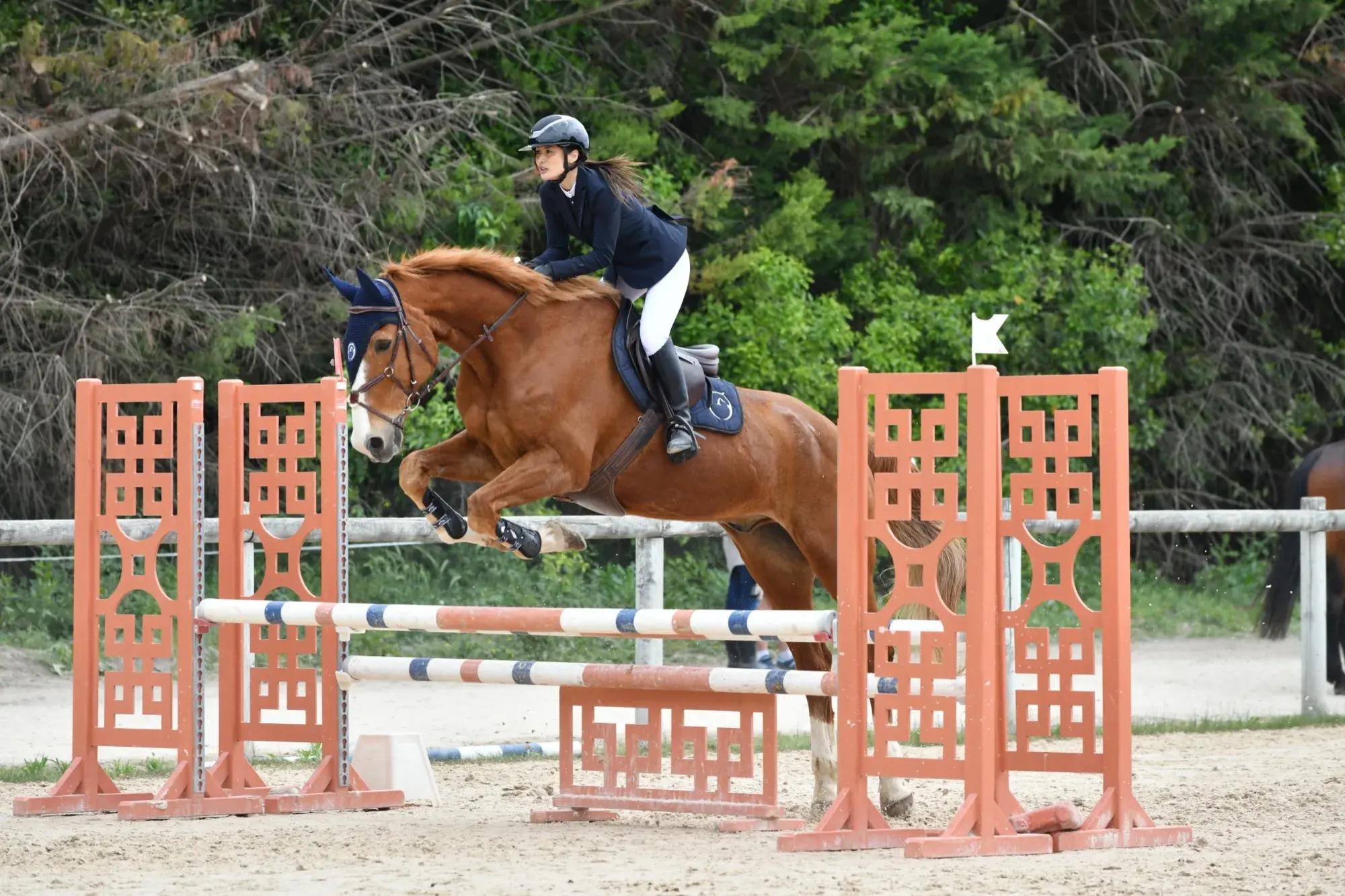 Saut d’obstacle en concours, tenue de compétition sur cheval alezan