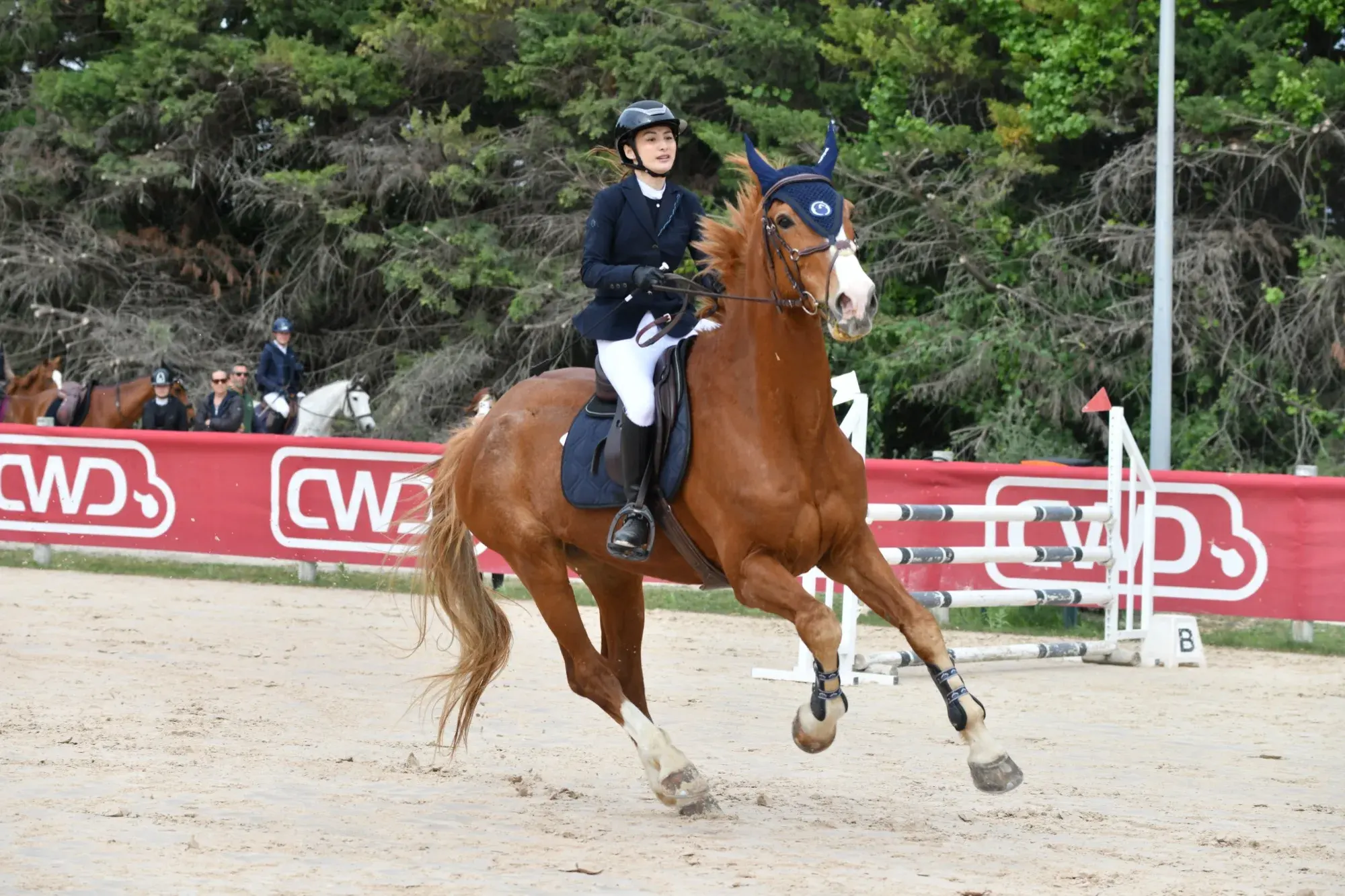 Au galop en concours, tenue de compétition, allure dynamique