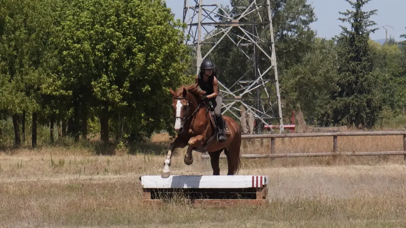 Saut d’une poutre blanche de cross, cheval en pleine réception