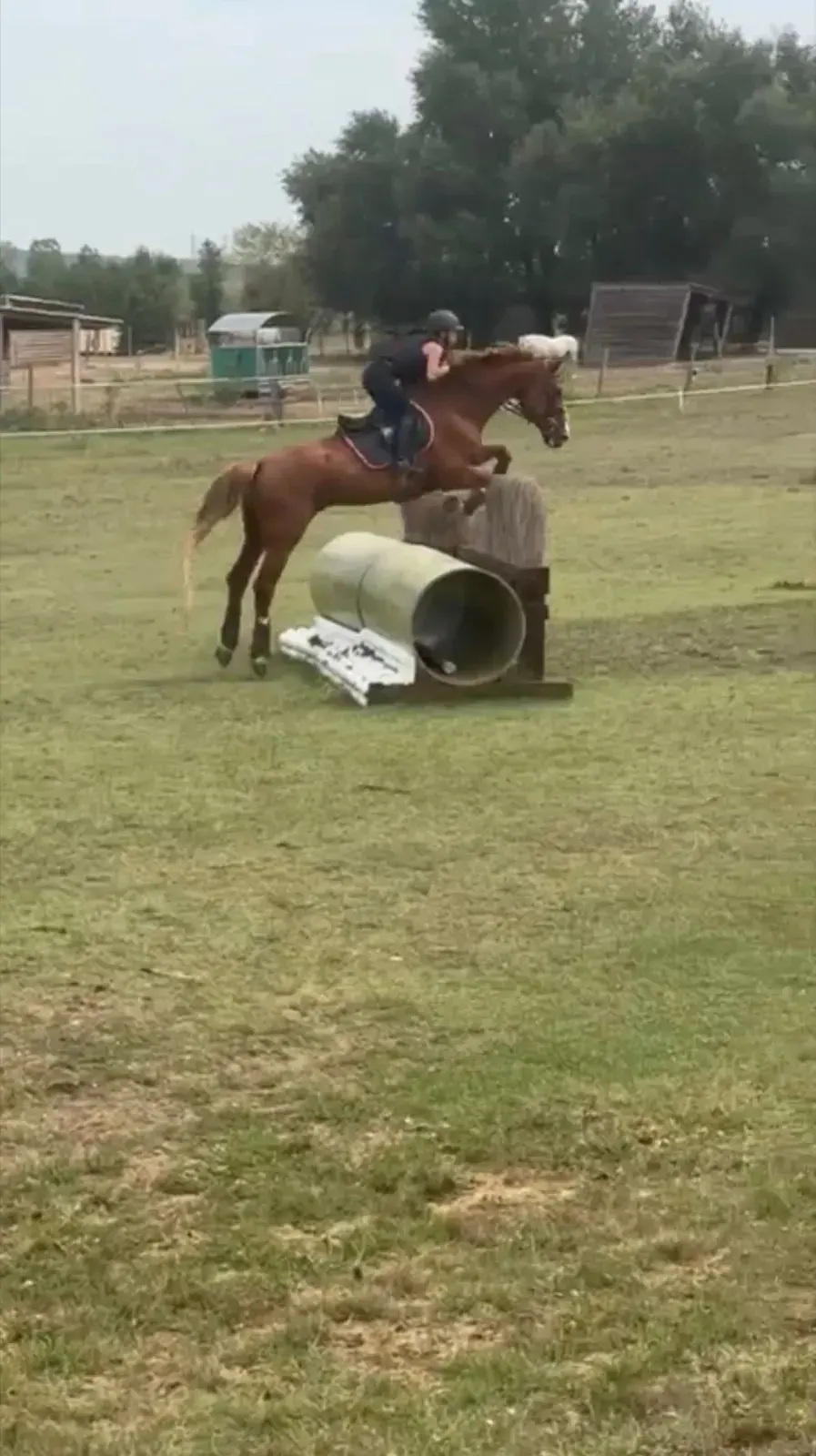Au galop sur la carrière d’entraînement, cheval alezan en pleine action