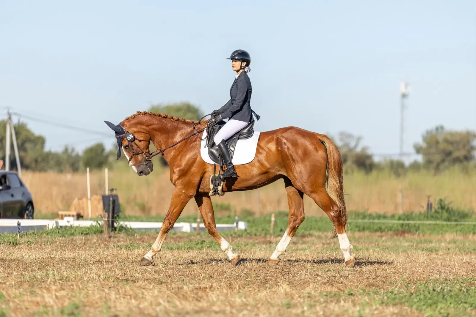 Au trot sur le carré de dressage, veste de concours et cheval tressé