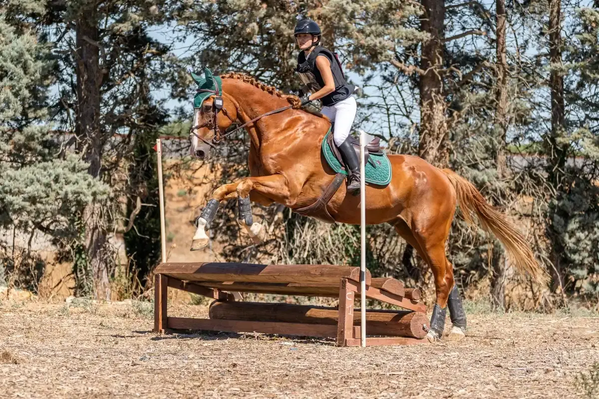 Saut d’un tronc de cross en concours, cheval en pleine suspension